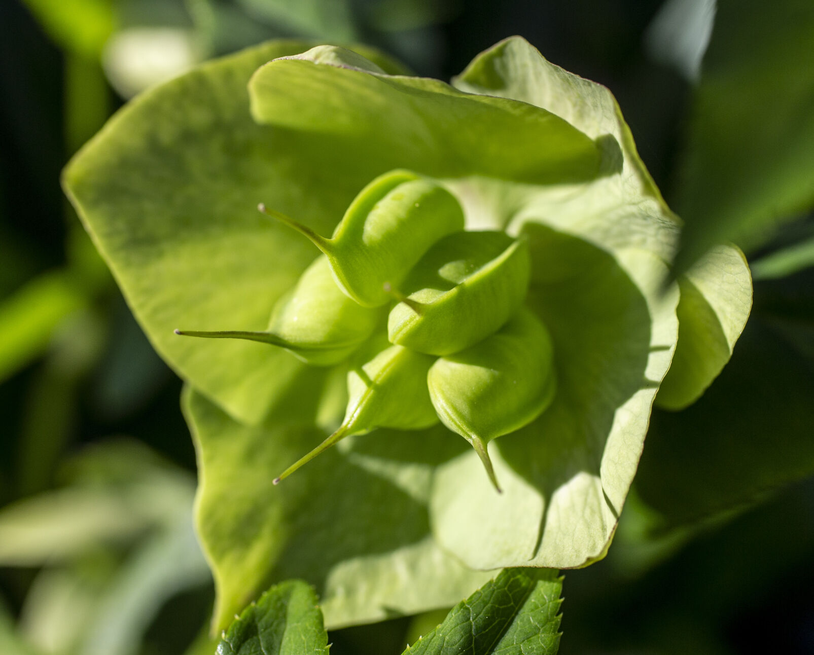 Spring Flowers